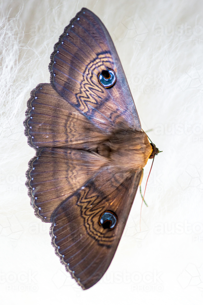 Close-up of the eyed cup moth, highlighting intricate wing patterns and vivid blue eyespots - Australian Stock Image