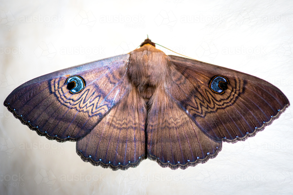 Close-up of the eyed cup moth, highlighting intricate wing patterns and vivid blue eyespots - Australian Stock Image