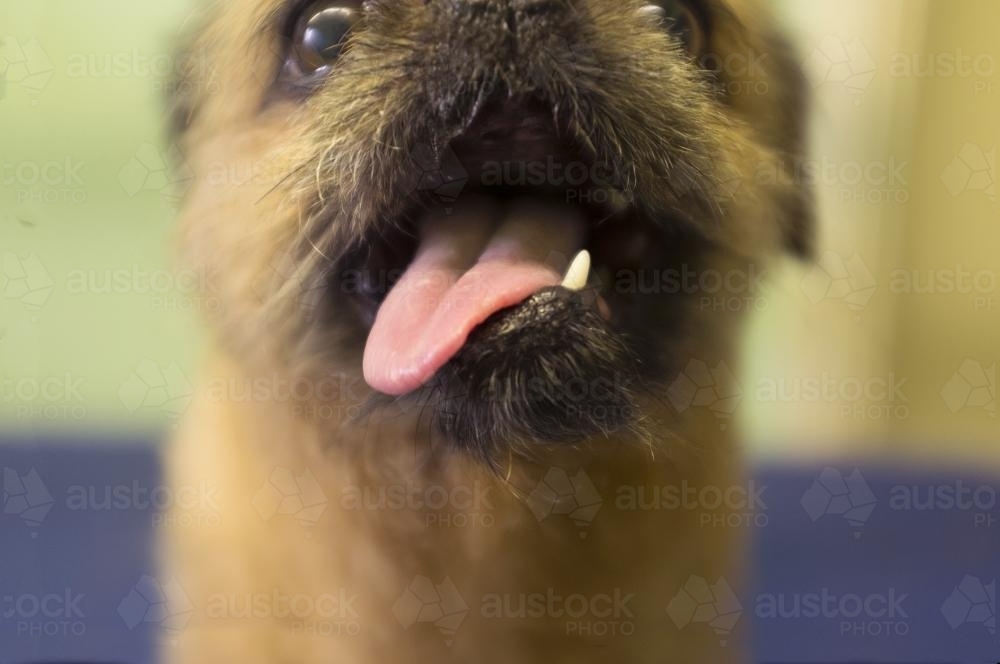 Close up of the happy mouth of a Brussells Griffon dog. - Australian Stock Image