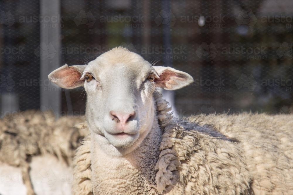Close up of the head of a dorper sheep in the sunlight - Australian Stock Image