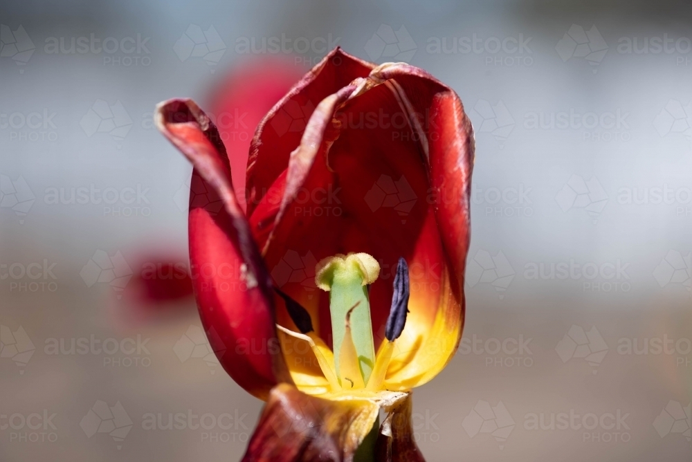 Close up of the inside of a red tulip - Australian Stock Image