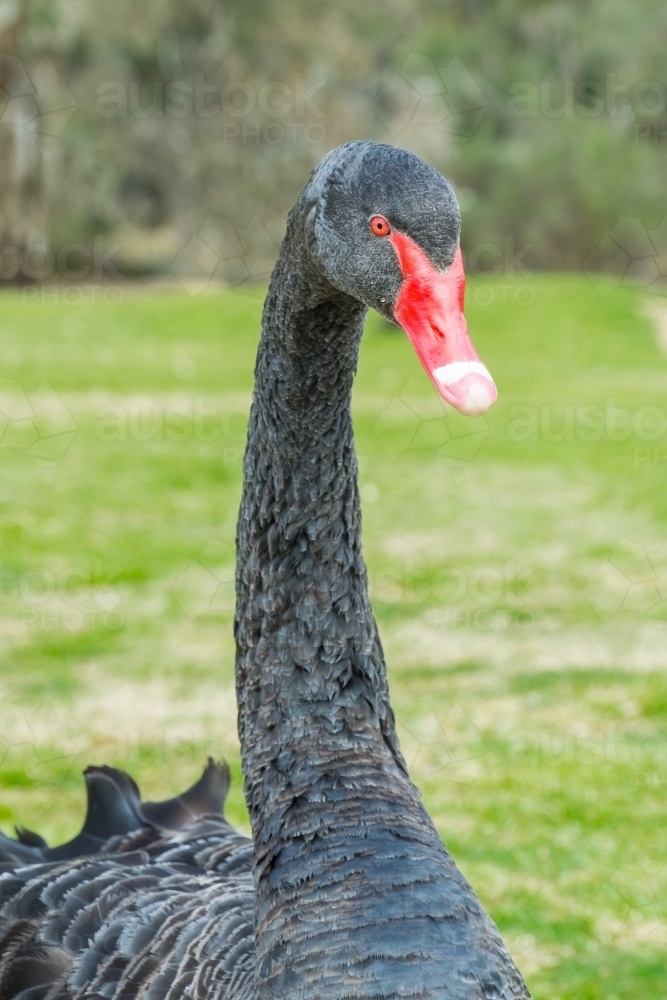 Close up of the long neck of an Australian Black Swan - Australian Stock Image