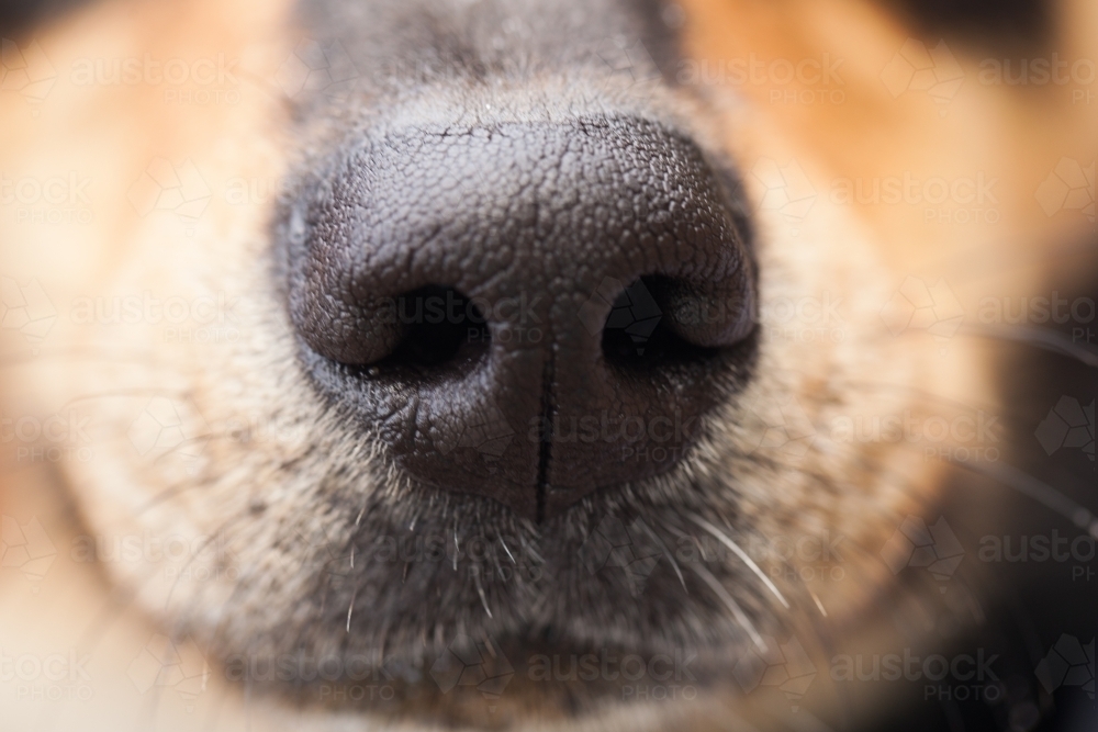 Close up of the nose of a dog - Australian Stock Image