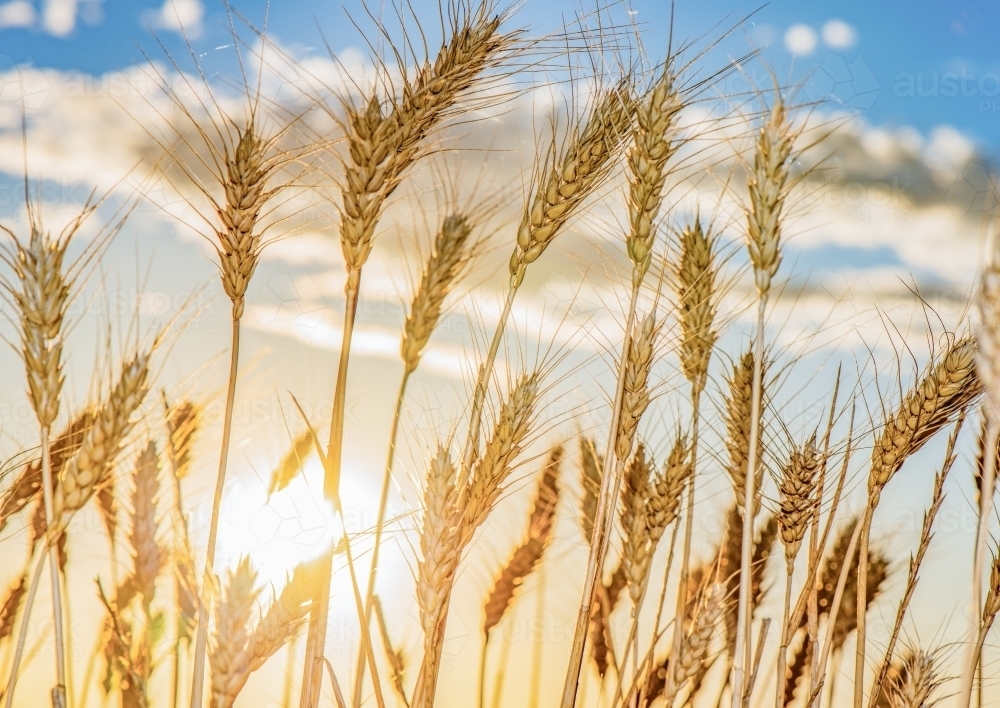 Close up of the wheat grain blowing in the wind as the sun sets behind - Australian Stock Image