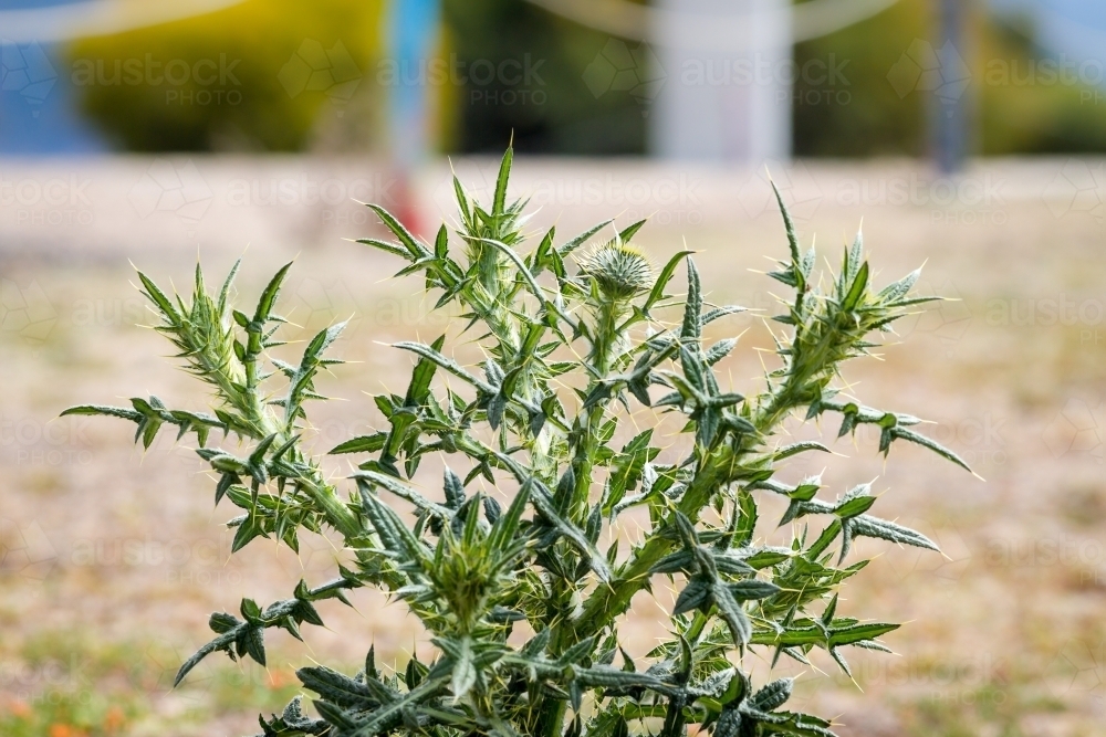 Close up of thistle plant - Australian Stock Image