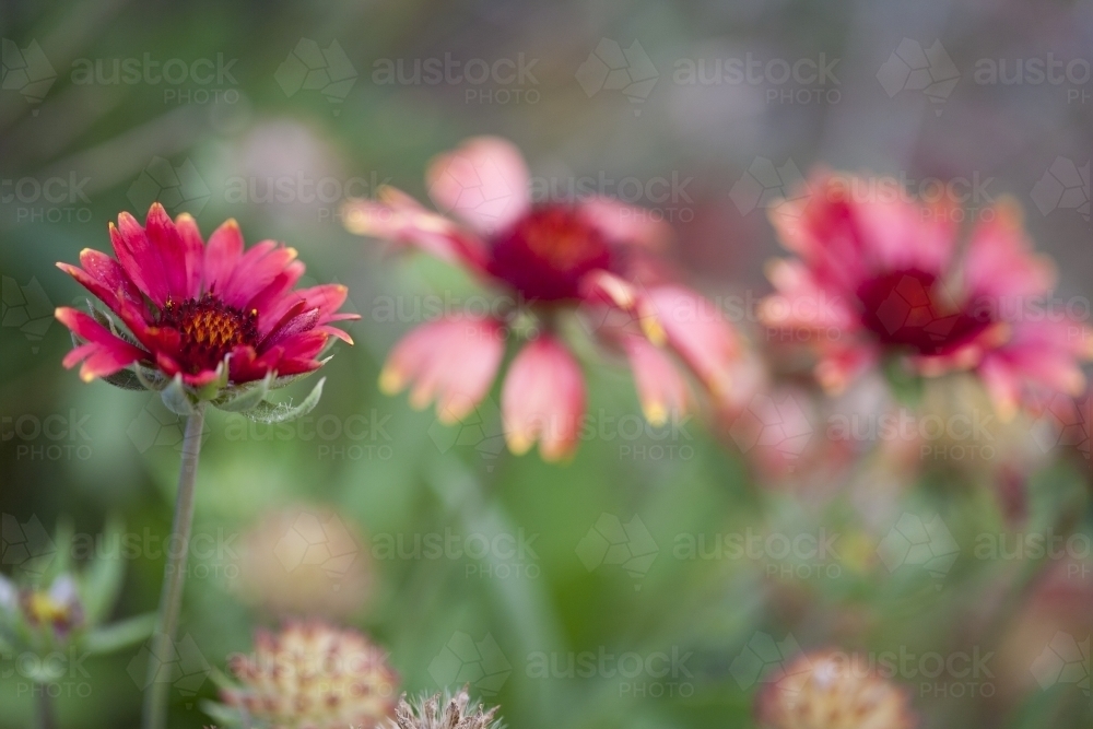 Close up of three red flowers - Australian Stock Image