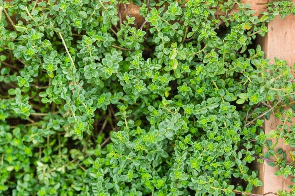 Image of close up of thyme growing in a raised garden bed Austockphoto
