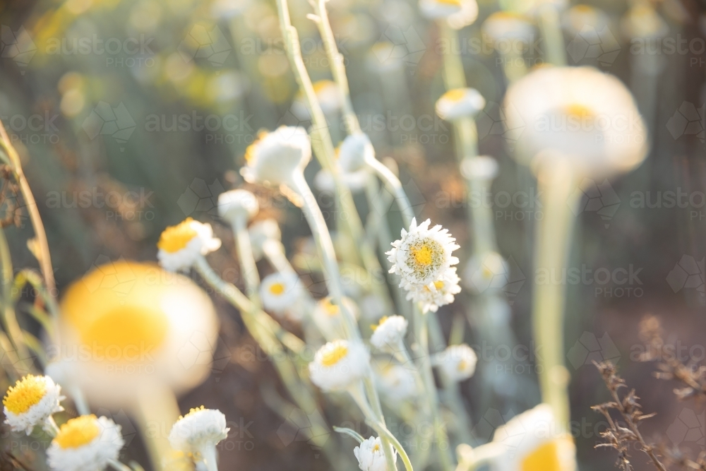 Close-up of tiny flowers in sunlight - Australian Stock Image