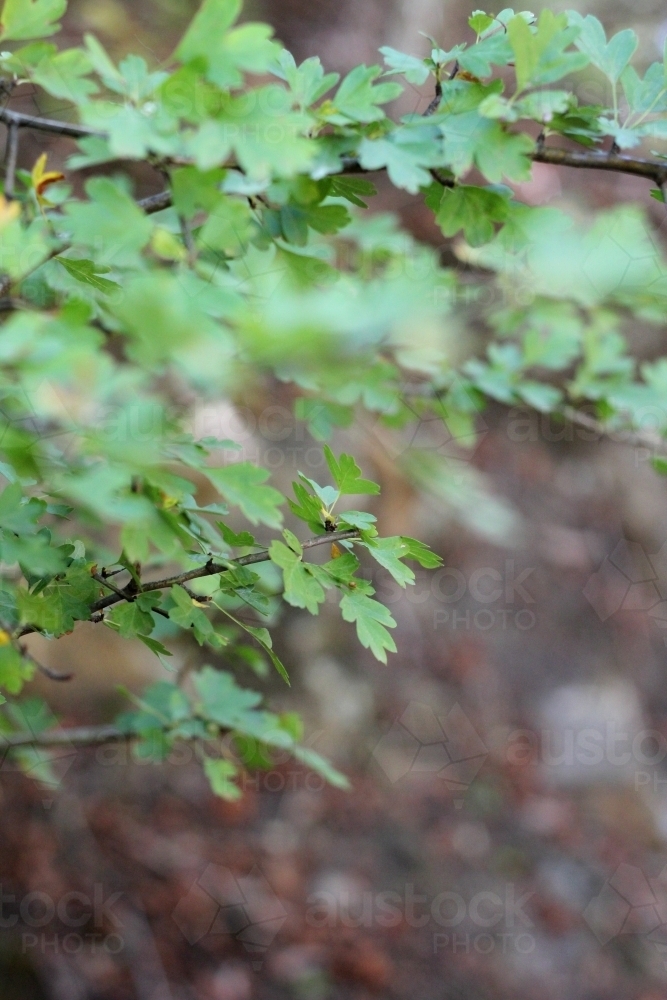Close up of tree branch - Australian Stock Image