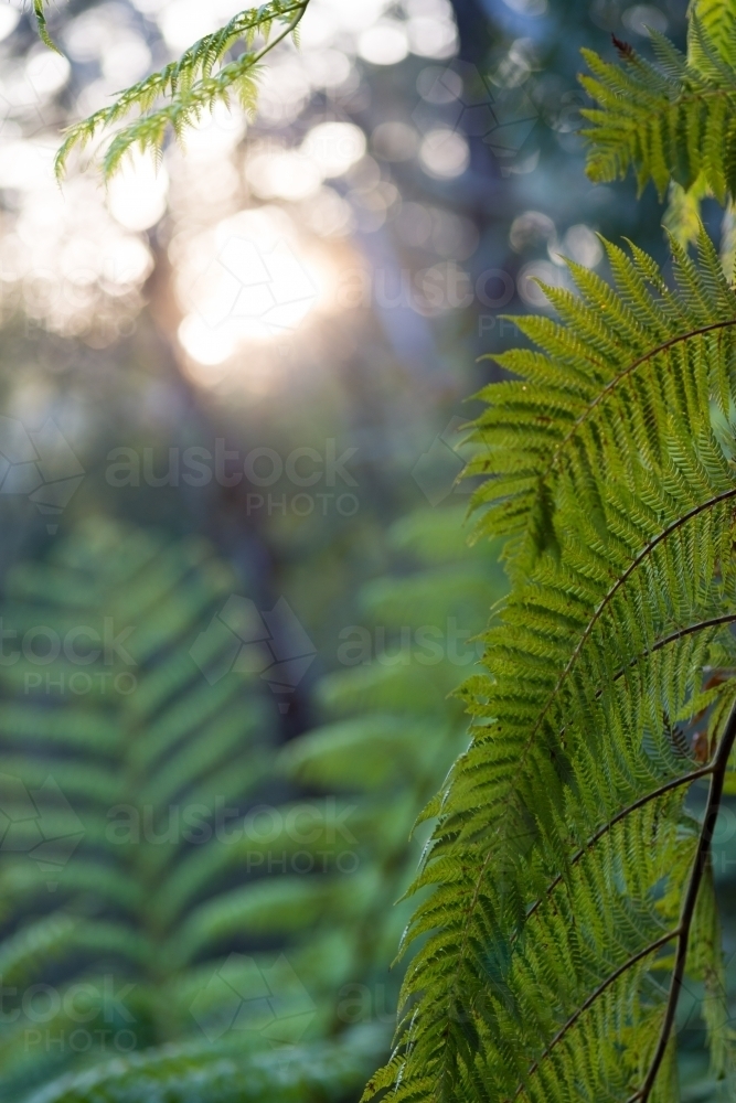 Close up of tree ferns in forest - Australian Stock Image