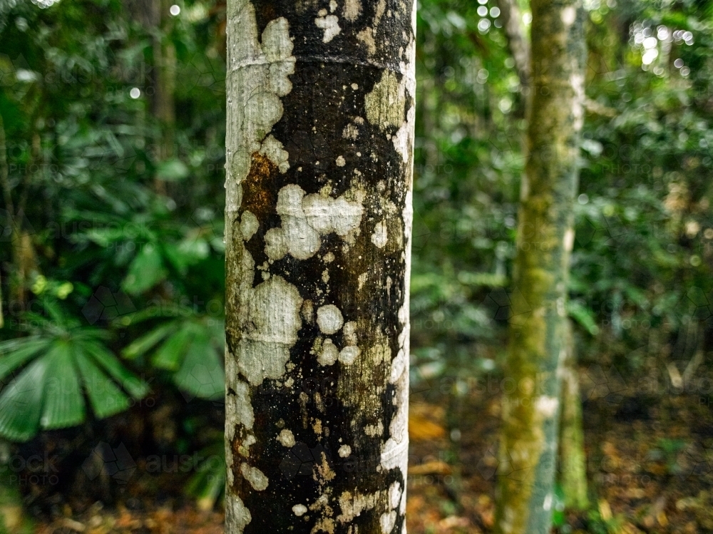 Close-up of tree trunk in rainforest - Australian Stock Image