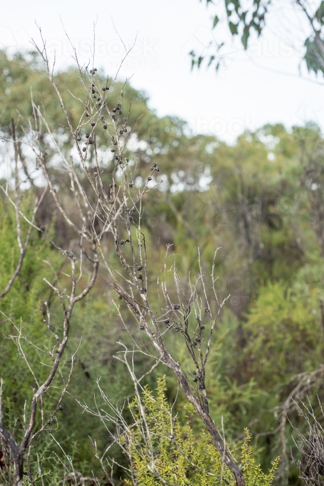 Close up of twigs in bush land - Australian Stock Image