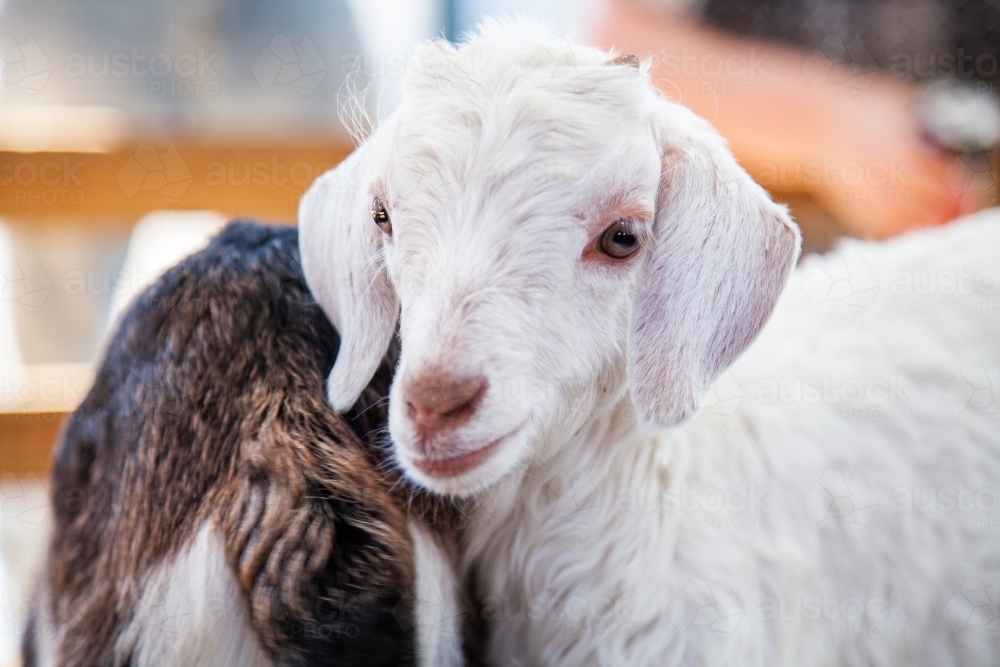 Close up of two baby goats - Australian Stock Image