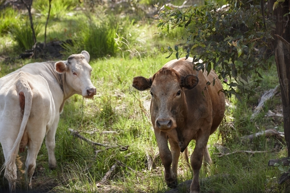 Close up of two cows on rural property - Australian Stock Image