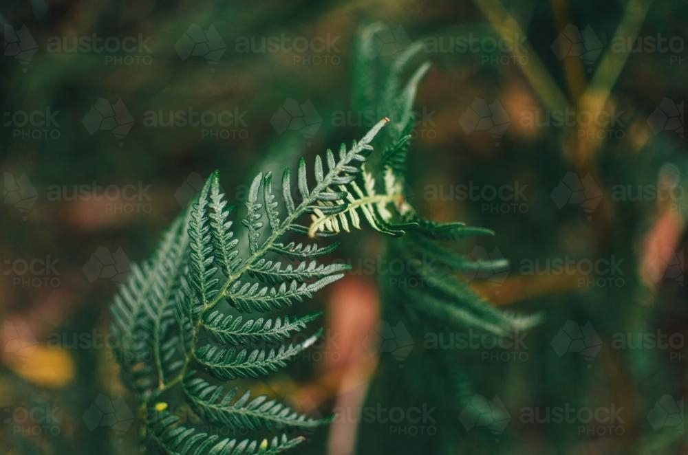 Close up of two ferns intertwined - Australian Stock Image