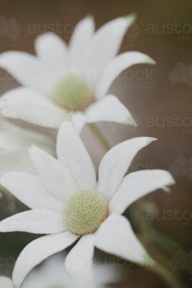 Close up of two Flannel Flowers - Australian Stock Image