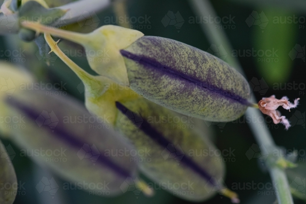 Close up of two green and purple flower seed pods with a pink flower - Australian Stock Image