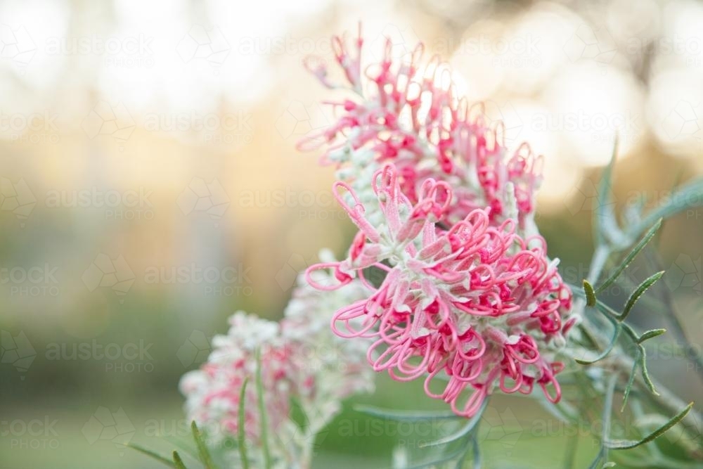 Close up of two pink grevillea blossoms on a frosty morning - Australian Stock Image