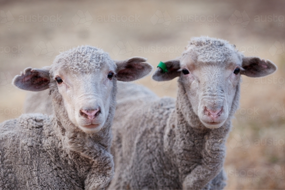 Close up of two young merino ewes - Australian Stock Image