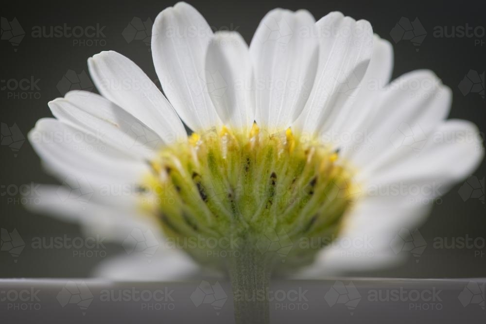 Close up of underside of a chamomile daisy flower - Australian Stock Image