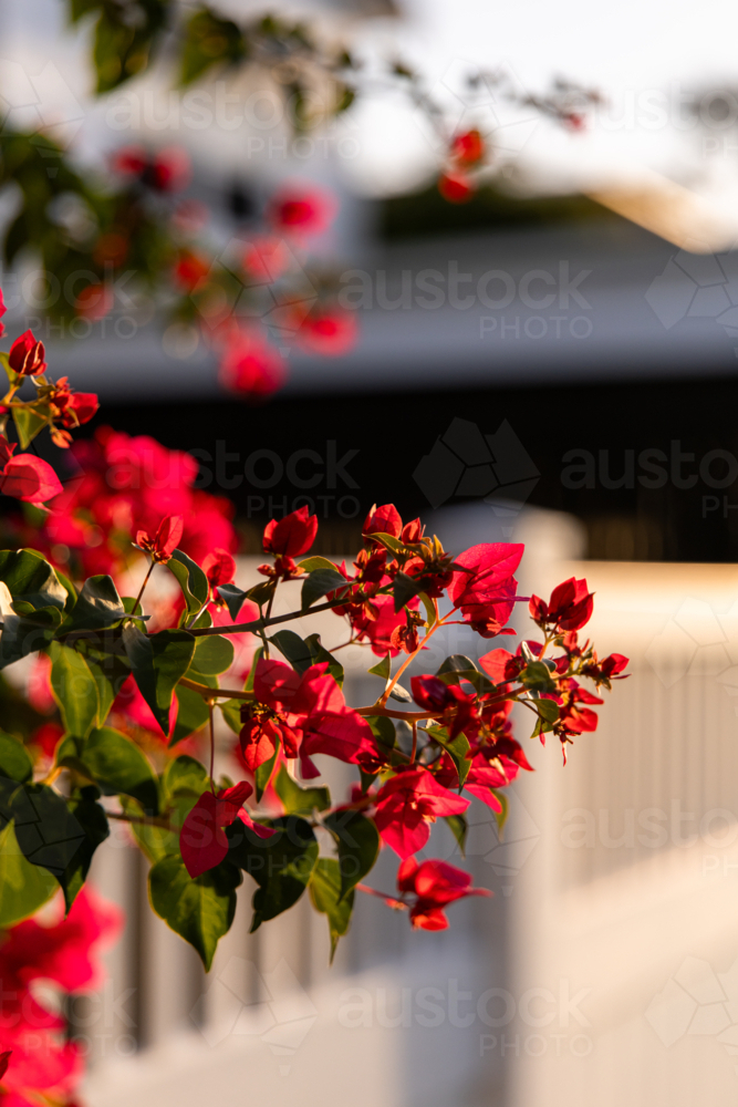 Close‑up of vibrant pink bougainvillea flowers basking in warm sunlight over white fence - Australian Stock Image
