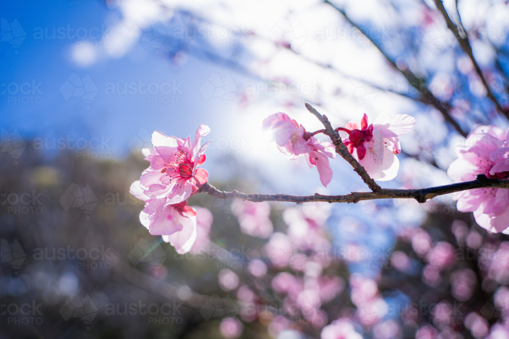 Close-up of vibrant pink spring blossoms on tree branch with soft background bokeh in Perth - Australian Stock Image