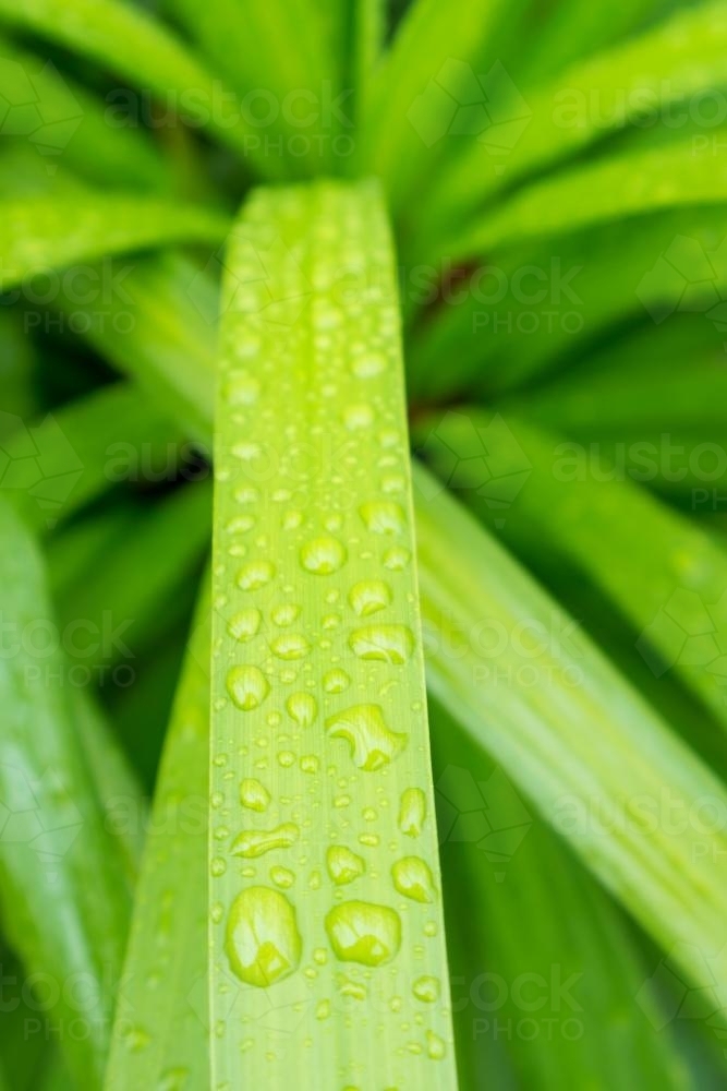 Close up of water drops sitting on long green leaves - Australian Stock Image