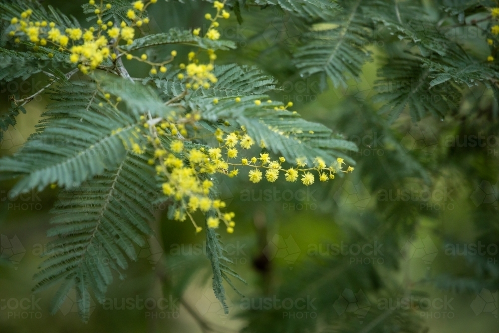 close up of wattle blossom - Australian Stock Image