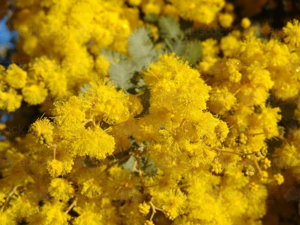 Close up of wattle blossoms - Australian Stock Image