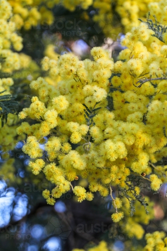 Close up of wattle flower - Australian Stock Image