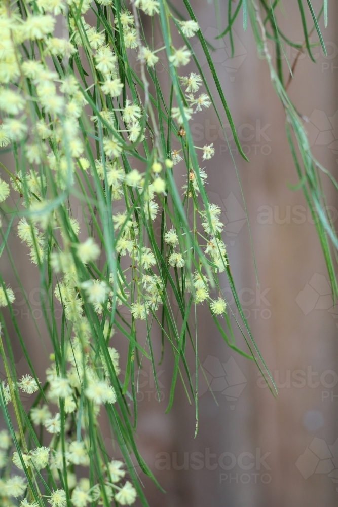 Close up of wattle in flower - Australian Stock Image