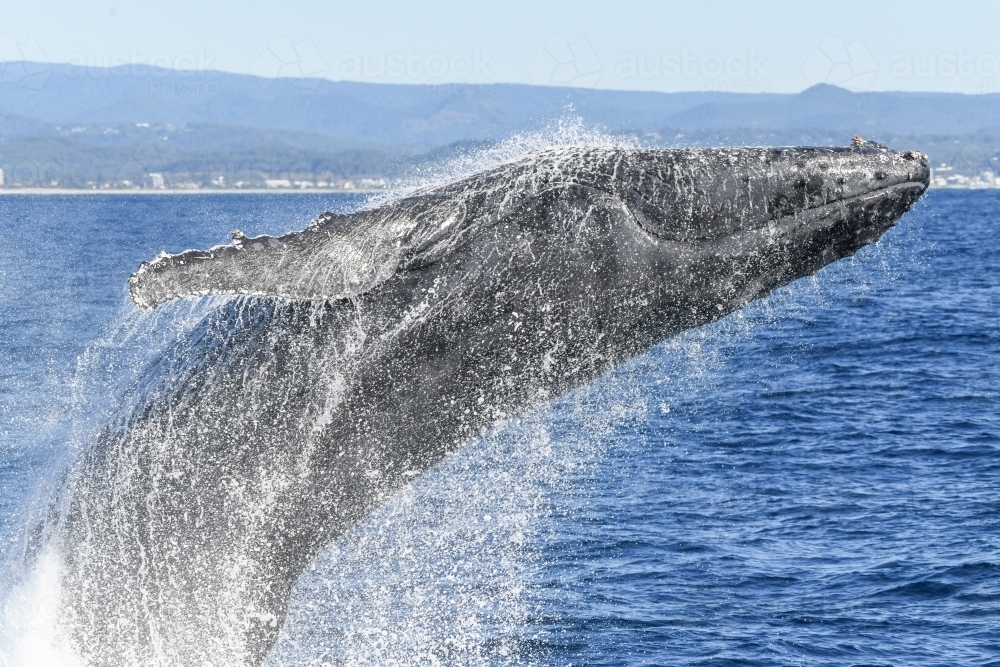 Close up of whale breaching as water rolls off the whale's body - Australian Stock Image