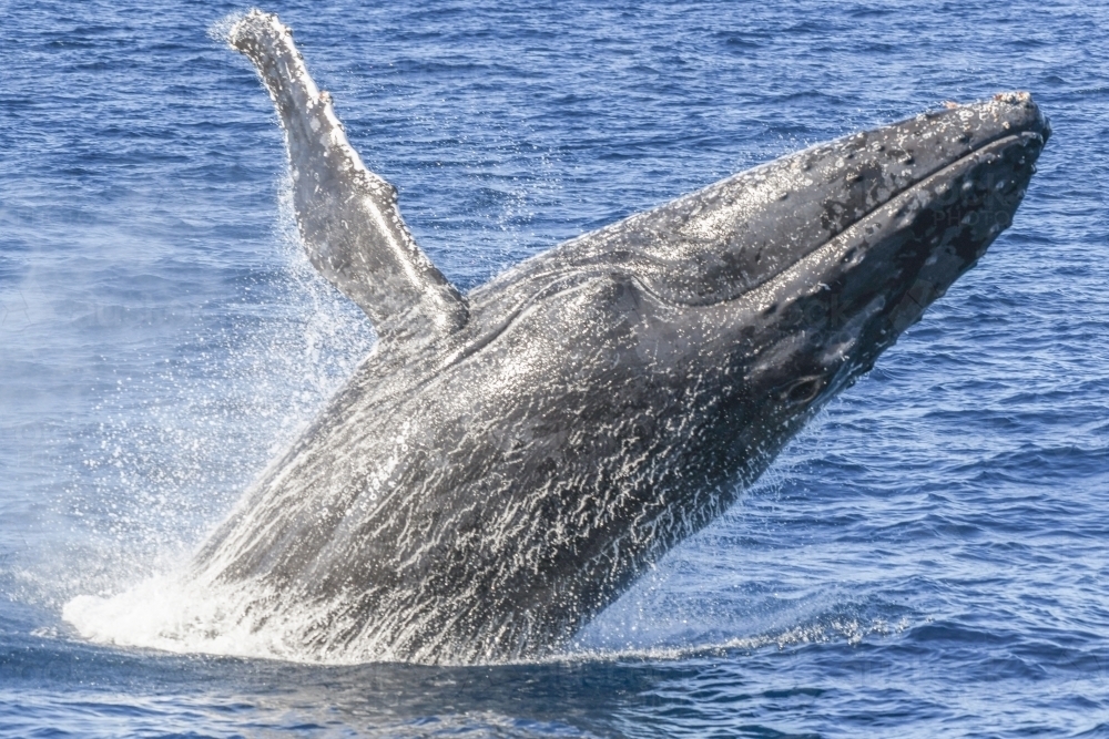 Close up of whale breaching. - Australian Stock Image
