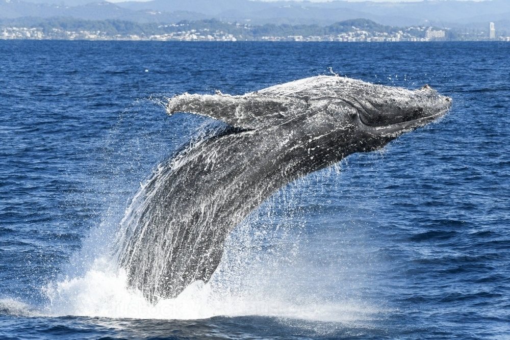 Close up of whale breaching in the ocean. - Australian Stock Image