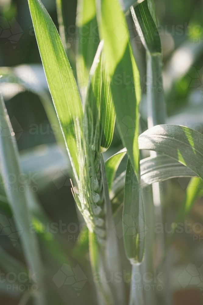 Close-up of wheat cereal crop at head emergence in the Wheatbelt of Western Australia - Australian Stock Image