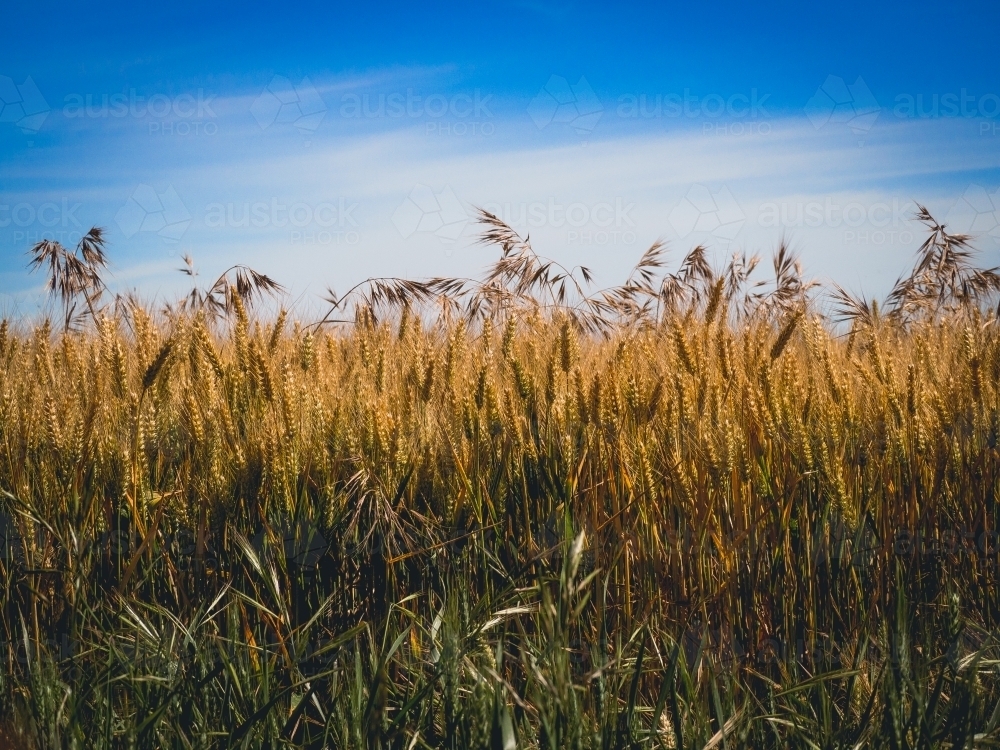 Close up of wheat crop almost ready on a summers day - Australian Stock Image
