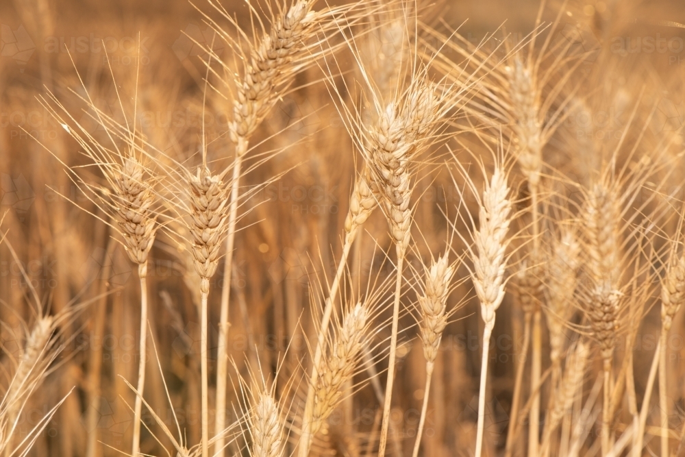 Close up of wheat grain showing the fine details as the afternoon sun shines on the crop - Australian Stock Image