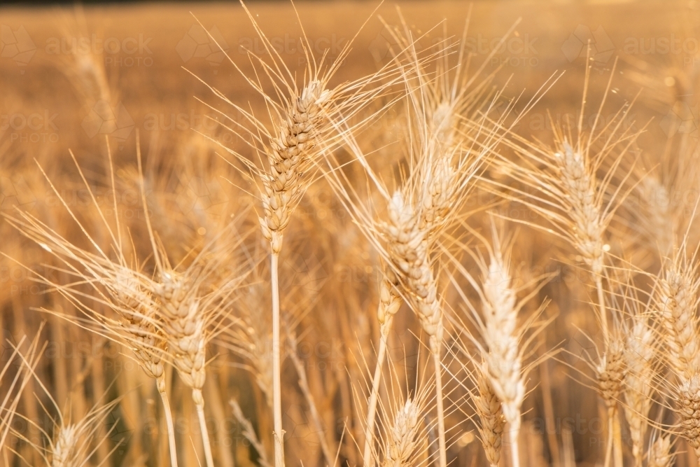 Close up of wheat grain showing the fine details of the seeds. - Australian Stock Image