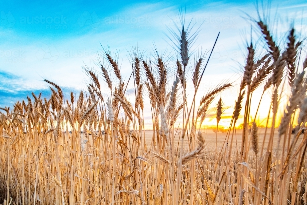 Close up of wheat in crop during harvest against the sunset background - Australian Stock Image