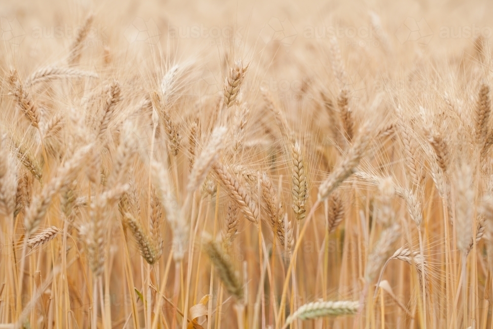 Close up of wheat seed heads - Australian Stock Image