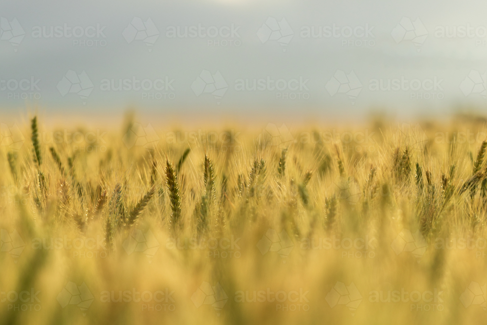 Close up of wheat stalk tops in paddock - Australian Stock Image