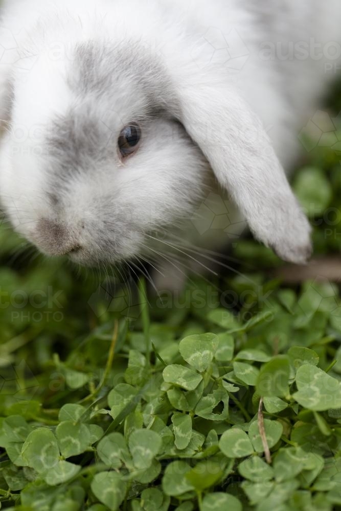 Close up of white and grey mini lop rabbit on clover lawn - Australian Stock Image