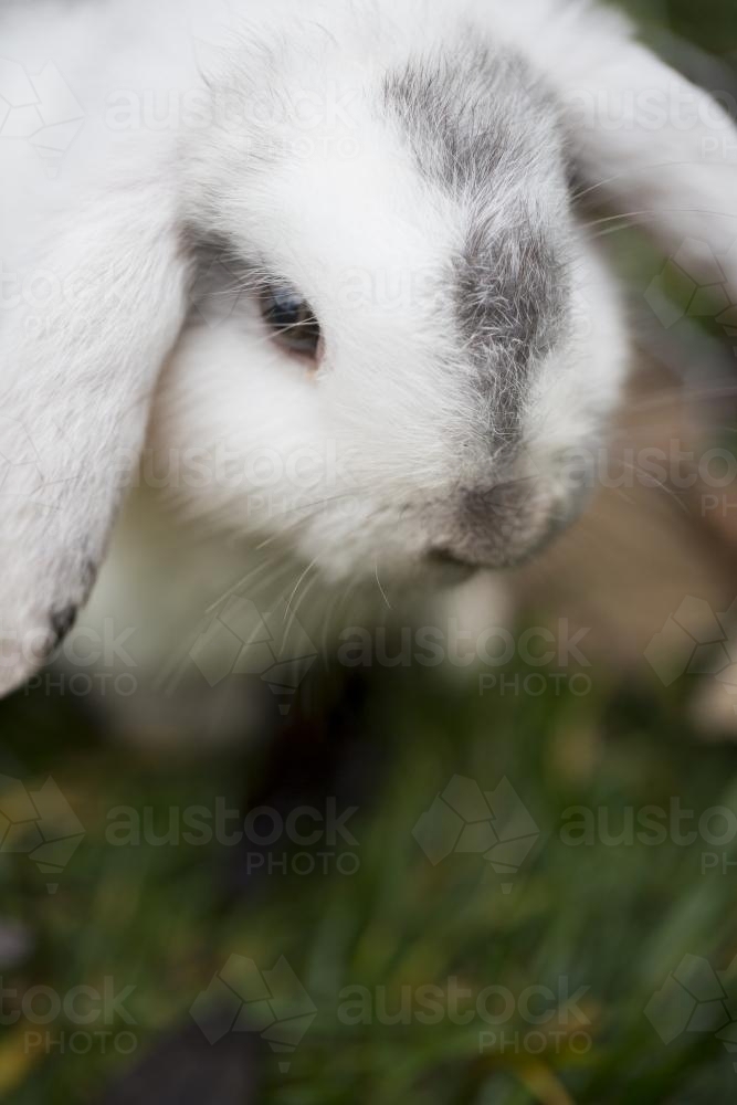 Close up of white and grey mini lop rabbit on grass lawn - Australian Stock Image
