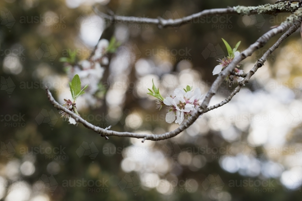 Close up of white blossoms growing on fruit trees - Australian Stock Image