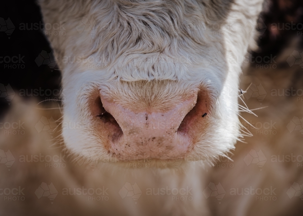 Close-up of white cows nose - Australian Stock Image