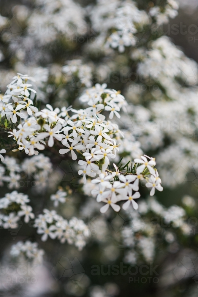 Close up of white flowers on a bush - Australian Stock Image