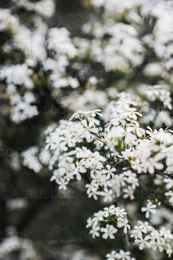Close up of white flowers on a bush - Australian Stock Image