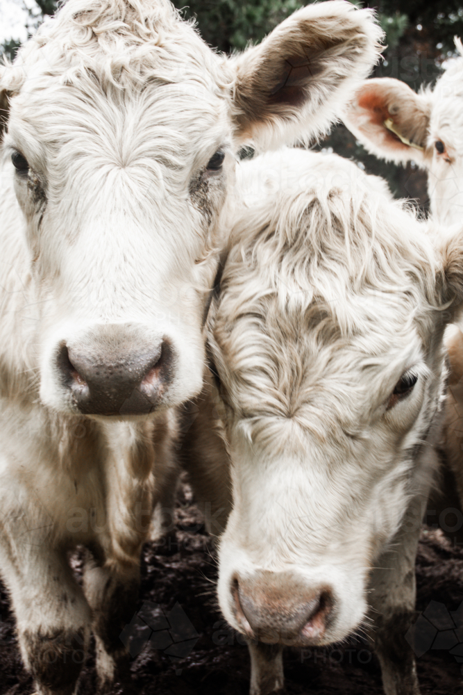 Close up of white fluffy cows - vertical - Australian Stock Image