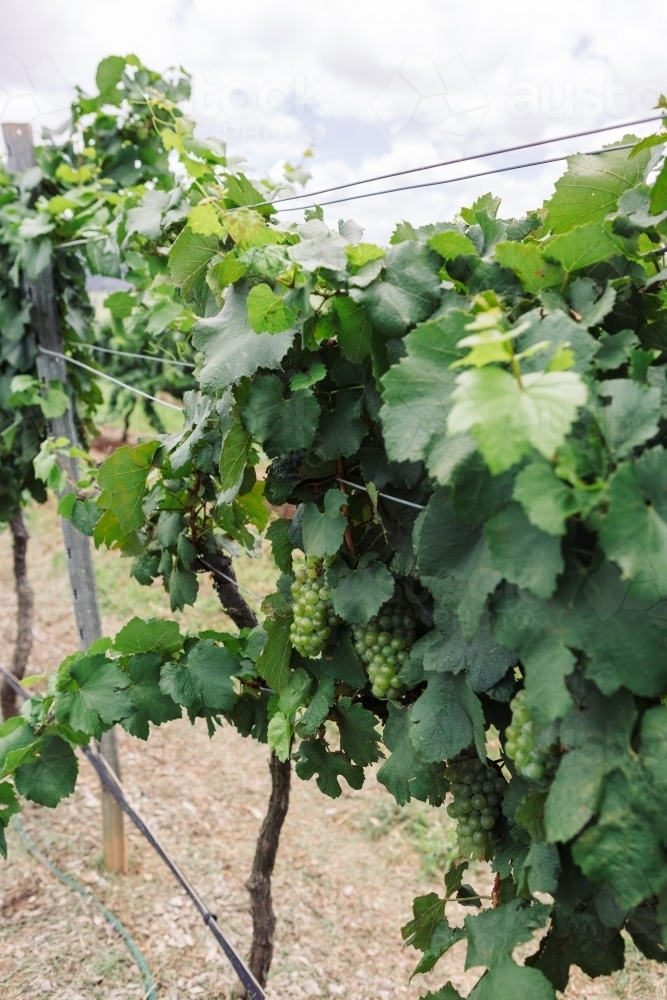 Close up of white grape variety on the vine - Australian Stock Image