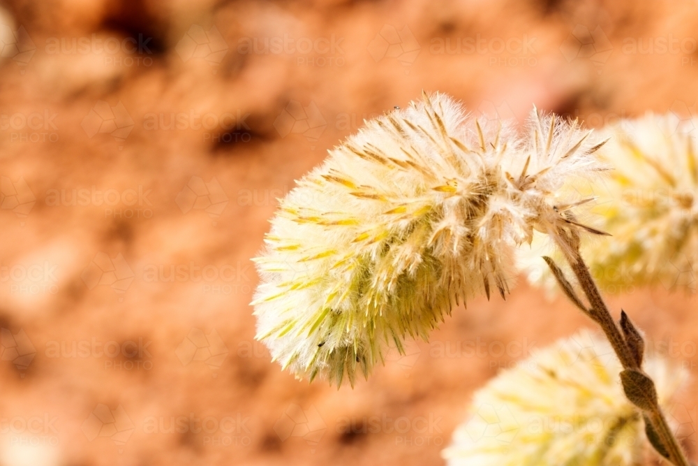 Close up of white mulla mulla flowers - Australian Stock Image